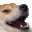 Dogekek