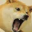DogeRawr