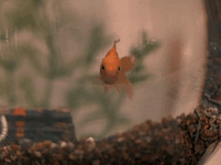 qzjtosnv_giphy_goldfish-3933726939.gif