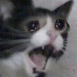 freaked-out-cat-crying-funny-meme-31q9cm6ypvkx5379-1871954334.gif