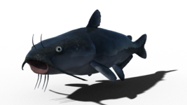 catfish1.png