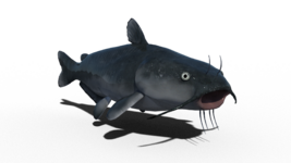 catfish2.png