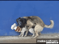 meme (48).gif