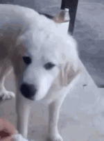 1744274207567.gif 1744274207567.gif