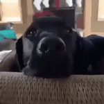 dog-shocked.gif dog-shocked.gif