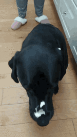 labrador-tongue.gif