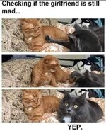 Is-the-girfriend-still-mad.jpg