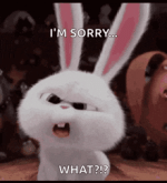 bunnies-what.gif