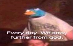 stray.jpg