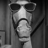 Mr. Ed