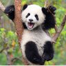 DasPanda