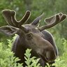 sadmoose5421