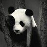 C-Pandas