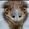 UncleEmu2025