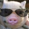 IlluminatiPig