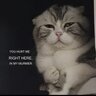 HannyMeow