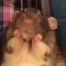 BigCritters