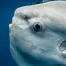 fish_or_fish