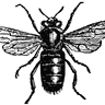 MrBee