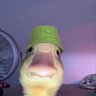 DuckDevGames