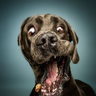 Hund-090