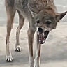 HungryCoyote