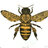 Lurker Bee