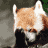 redhairedwolf