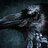 Black Raven