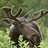 sadmoose5421