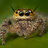 spiderox7