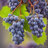 SweetGrapes