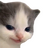 AvrgSSPEnjr