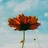 flowerheaven