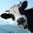 Moo?
