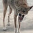 HungryCoyote