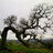 Oakbender